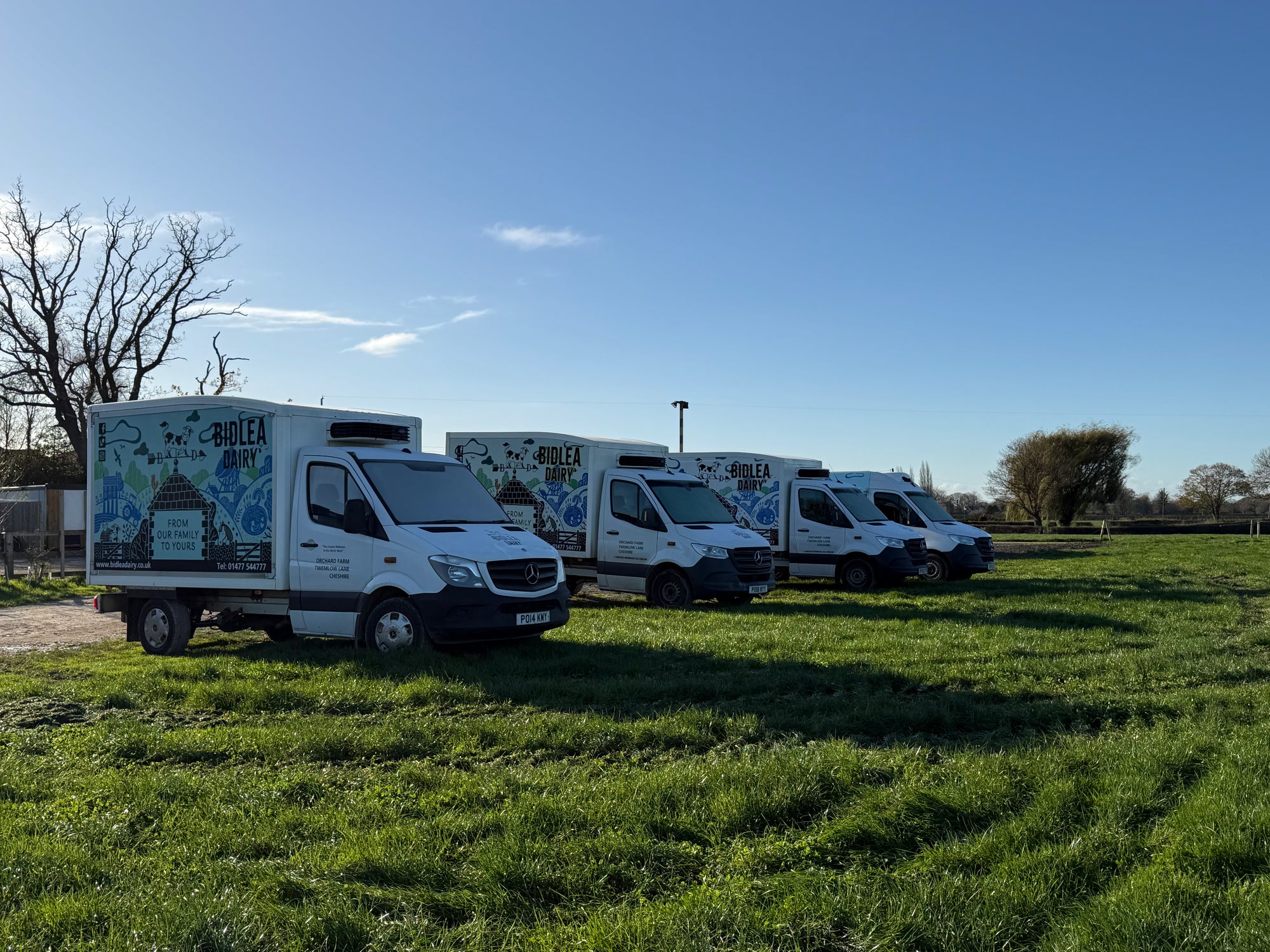 Row of Bidlea Dairy delivery vans parked on grass with a clear blue sky.